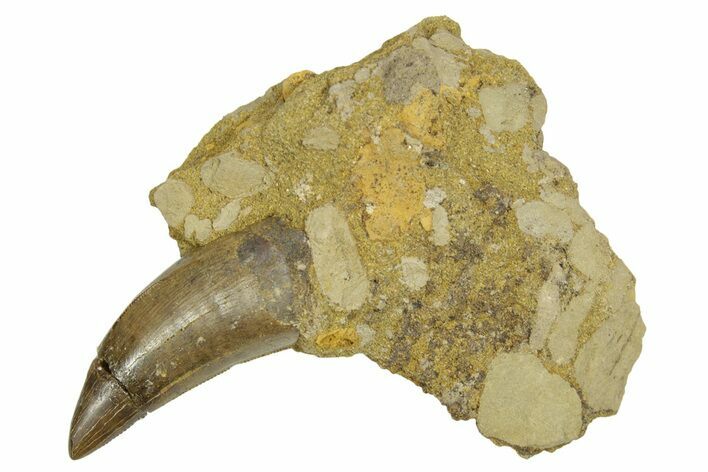 Serrated, Tyrannosaur (Nanotyrannus) Tooth in Situ - Wyoming #379730